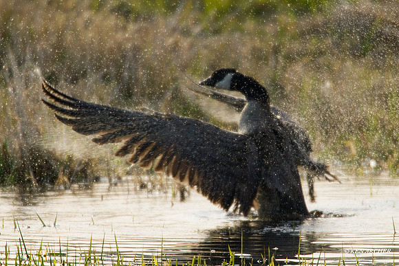 GRCG00135 Greater Canada Geese