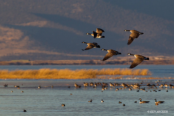 GCFL00636 Greater Canada Geese