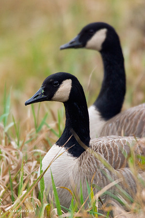 GRCG00131 Greater Canada Geese