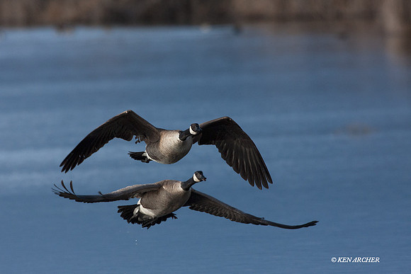 GCFL00295 Greater Canada Geese