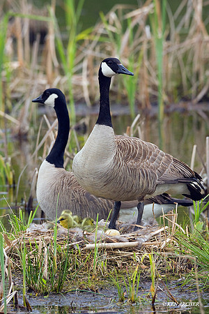 Canada Goose Goslings - CGGS00214