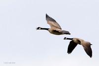 GCFL00484 Greater Canada Geese