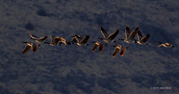 Greater Canada Geese - GCFL00611