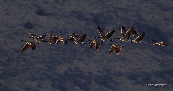 Greater Canada Geese - GCFL00611