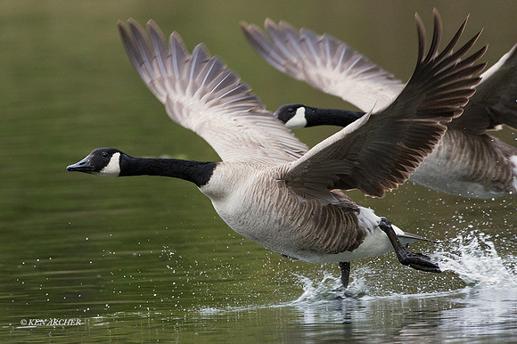 GRCG00871 - Greater Canada Geese