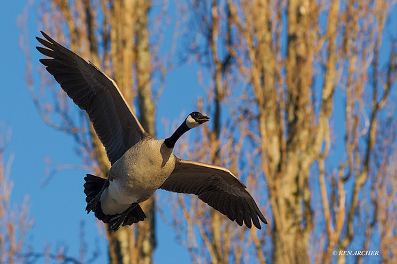 GCFL00460 - Greater Canada Geese