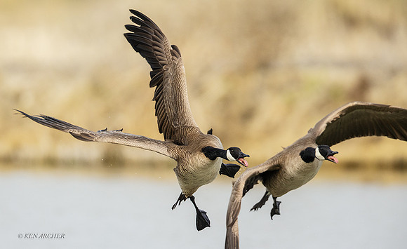 GRFL01927 - Greater Canada Goose