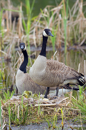 CGGS00210 Canada Goose Goslings