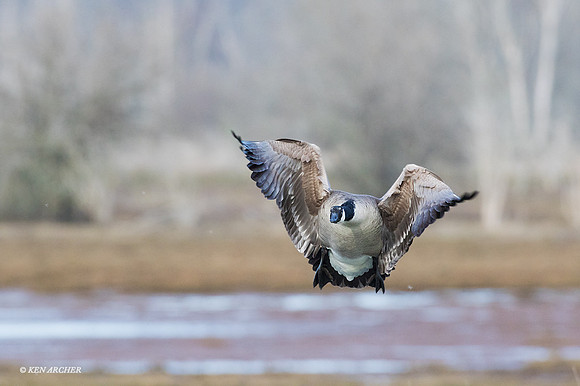 GRCG00903 - Greater Canada Geese