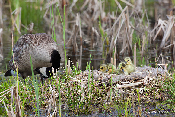 CGGS00259 Canada Goose Goslings