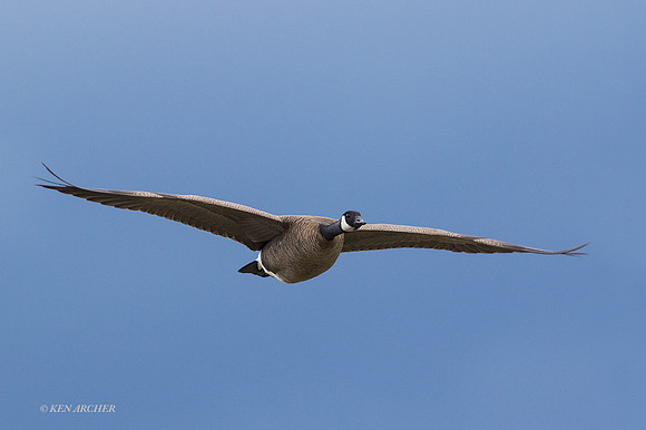 GRFL00976 - Greater Canada Goose