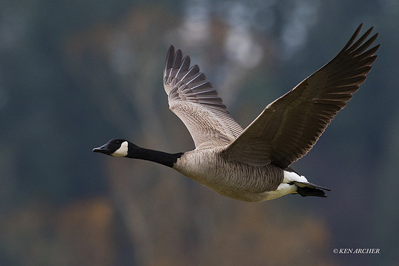 GRFL00965 - Greater Canada Goose