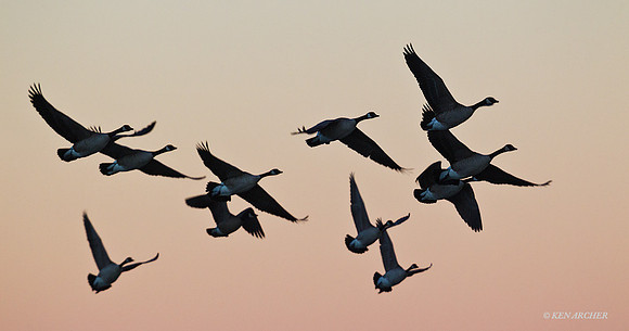 GCFL00733 Greater Canada Geese