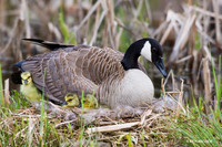 Canada Goose Goslings - CGGS00278