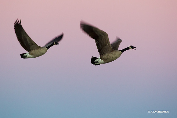 GCFL00781 Greater Canada Geese