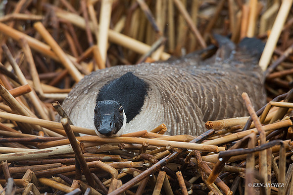 GRCG01087 - Greater Canada Geese