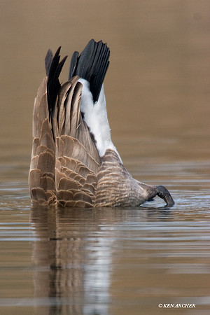 GRCG00242 Greater Canada Goose