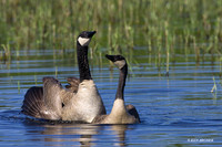 Greater Canada Geese