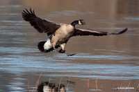 GCFL00321 Greater Canada Geese