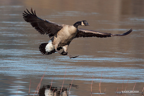 GCFL00321 Greater Canada Geese
