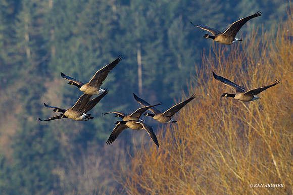 GRFL00826 - Greater Canada Geese
