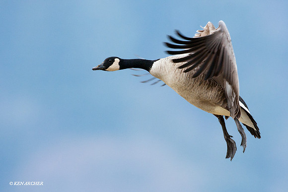 GCFL00430 Greater Canada Geese