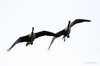 GCFL00254  Greater Canada Goose