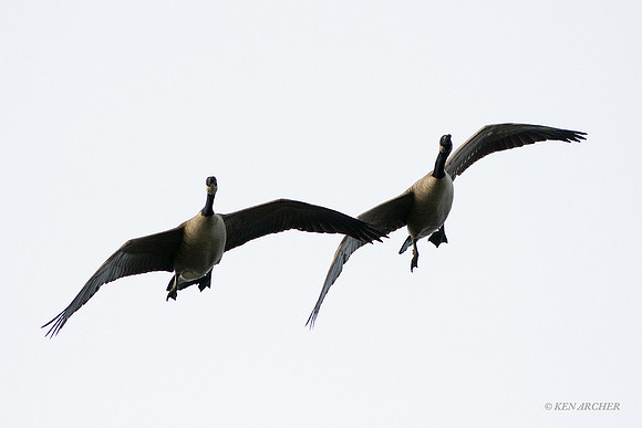 GCFL00254  Greater Canada Goose