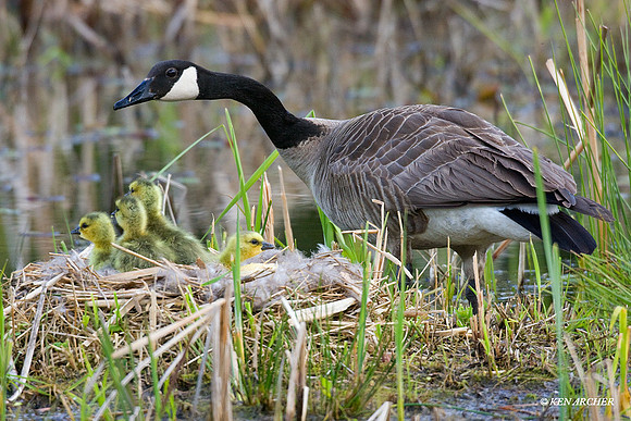 CGGS00243 Canada Goose Goslings