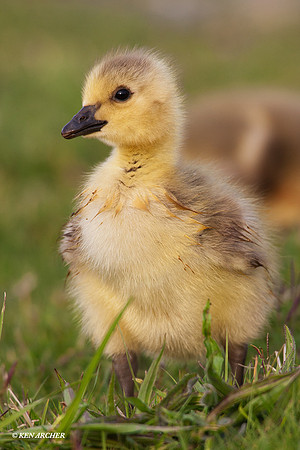 CGGS00287 Canada Goose Goslings