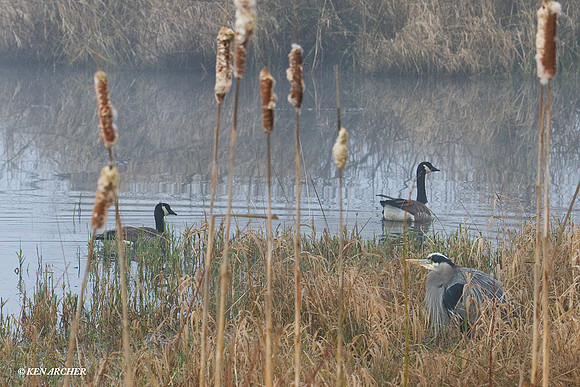 GBHN00436 Great Blue Heron