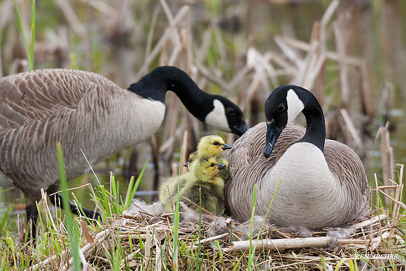 CGGS00198 Canada Goose Goslings