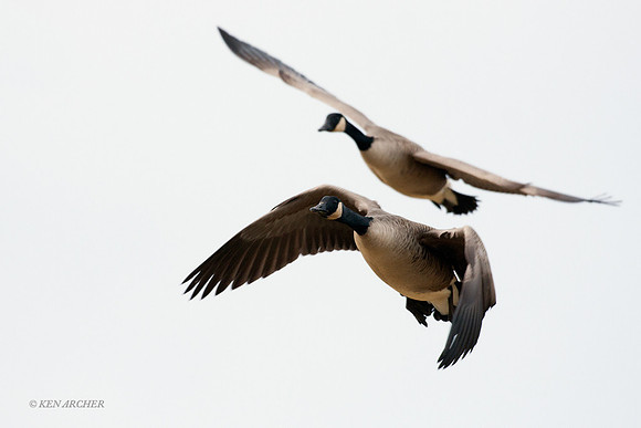 GCFL00436 Greater Canada Geese