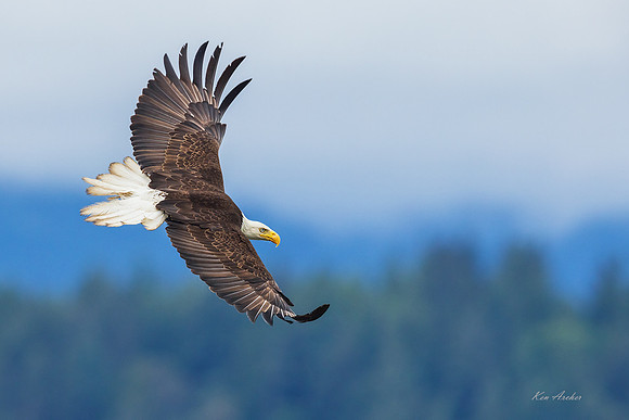 BE23443 - Bald Eagle