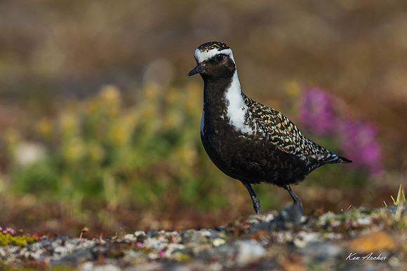 AMGP01792 - American Golden Plover