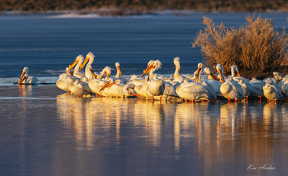 AWP01533 - American White Pelican
