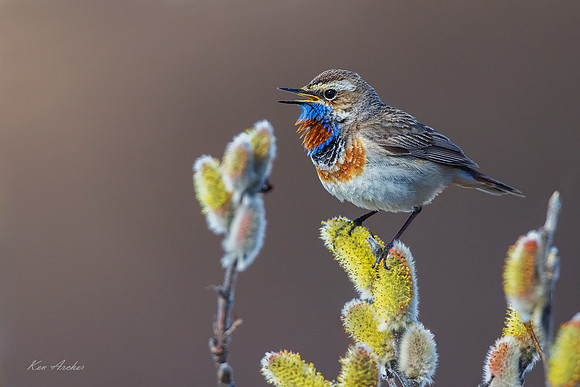 BLTH03149 - Bluethroat