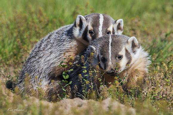 BR00384 - North American Badger