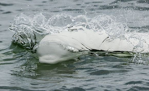 CHBW00262 - Beluga Whale
