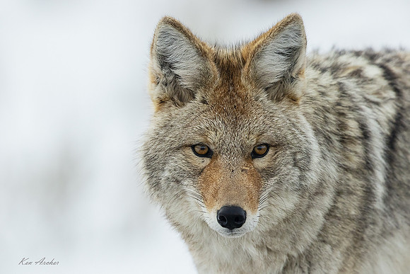 CEWR03044 - Coyote