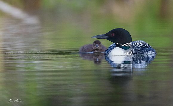 CMLN00572 - Common Loon