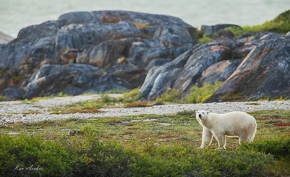 CHPB03313 - Polar Bear
