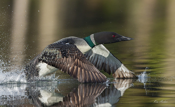 CMLN01082 - Common Loon