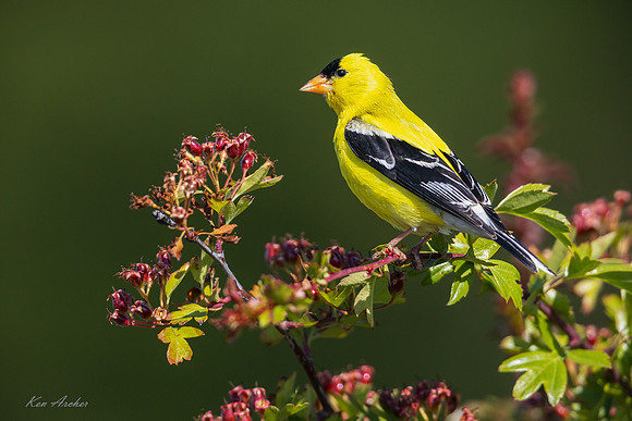 GDFH00537 - American Goldfinch
