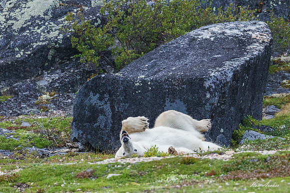 CHPB03173 - Polar Bear