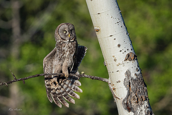 GGO00150 - Great Gray Owl