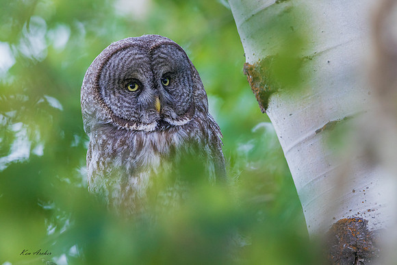 GGO00445 - Great Gray Owl