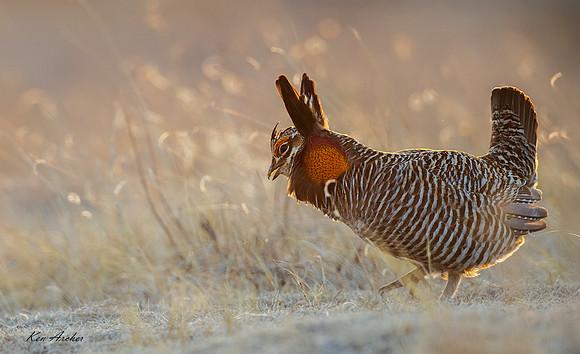GRPC05004 - Greater Prairie Chicken