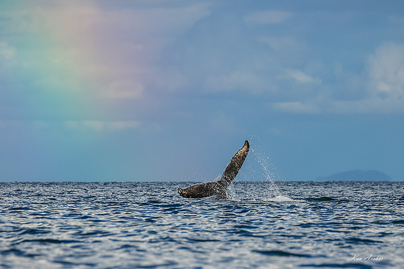 HBWL00060 - Humback Whale