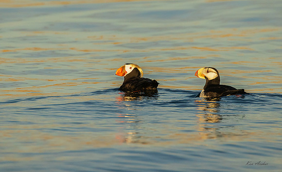 HDPN00042 - Horned Puffin